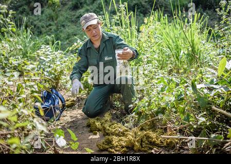 Un membre du personnel prend les excréments de l'éléphant pour analyse au Centre de conservation de l'éléphant, Sayaboury, Laos. Le Centre de conservation des éléphants est la seule organisation au Laos qui s'intéresse au maintien de la population et à la reproduction des éléphants. Ils ont le seul hôpital d'éléphant et laboratoire de recherche au Laos. Le Centre a été créé en 2011, et maintenant l'équipe protège 29 éléphants qui avaient travaillé dans l'industrie forestière ou le tourisme de masse, et 530 hectares de forêt autour du lac Nam Tien à Sayaboury. Banque D'Images