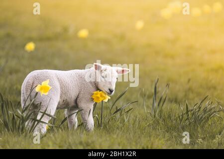 Moutons domestiques, agneau et jonquilles jaunes sur le pré, Texel, Pays-Bas Banque D'Images