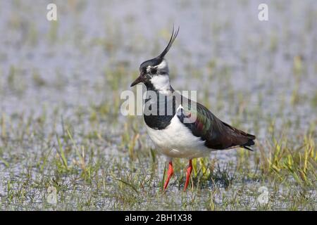 Northern lapwing (Vanellus vanellus) sur un pré de terre humide, Ochsenmoor, Duemmer See, Basse-Saxe, Allemagne Banque D'Images