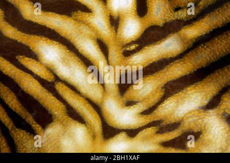 Motif, détail du clam géant (Tridacna gigas), Océan Pacifique, Lac Sulu, Parc marin national du récif de Tubbataha, province de Palawan, Philippines Banque D'Images