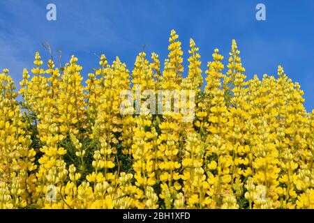 Nouvelle-Zélande, lupin jaune en fleur (Lupinus arboreus) Banque D'Images