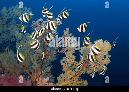 Faux idole mauresque (Heniochus diphreutes) nageant au large de Melithaea Gorgonian (Meilthaea sp.), Océan Pacifique, Lac Sulu, Tubbataha Reef National Marine Banque D'Images