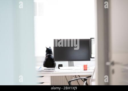 Vue arrière du chat noir assis sur le bureau à la maison, vue par la fenêtre Banque D'Images