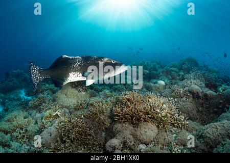 Le coralmérou (Plectropomus laevis) sadmine le récif de corail, l'océan Pacifique, la mer de Sulu, le parc marin national du récif de Tubbataha, Palawan Banque D'Images