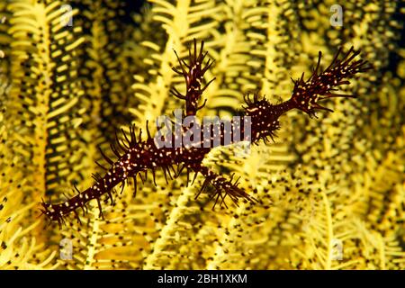 Poissons-pépoles à l'ornement (Solenostomie paradoxus) dans les cheveux Star, Océan Pacifique, Lac Sulu, Parc marin national du récif de Tubbataha, province de Palawan Banque D'Images