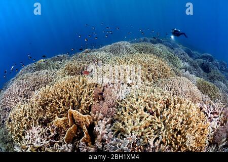 Le plongeur nage sur le récif de corail, le sommet du récif, densément surcultivé avec Steinkoralle sp. (Porites atténuata), avant gauche, jaune, corail Blade firel (Millepora Banque D'Images