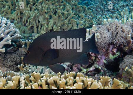 Le Grouper de Redmouth (Aethaloperca rogaa) se balaie sur le récif de corail, l'océan Pacifique, le lac Sulu, le parc marin national du récif de Tubbataha, province de Palawan Banque D'Images