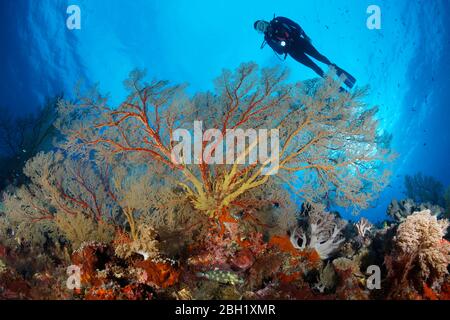 Plongée avec vue sur le grand Melithaea gorgonien (Melithaea sp.), le Pacifique, le lac Sulu, le parc marin national Tubbataha Reef, province de Palawan, Philippines Banque D'Images