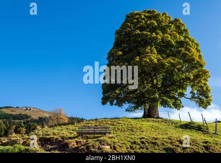 Scène alpine d'automne idyllique ensoleillée. Paisible montagne des Alpes matinales misty et vue sur les grands arbres depuis le sentier de randonnée de Dorfgastein jusqu'aux lacs Paarseen, Banque D'Images