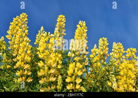 Nouvelle-Zélande, lupin jaune en fleur (Lupinus arboreus) Banque D'Images