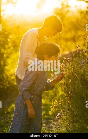 Mère et fille cueillant de la lavande dans la campagne au coucher du soleil Banque D'Images