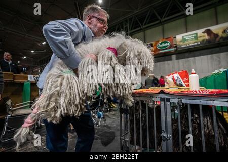 Crufts 2020 : 3e jour du spectacle de chiens Crufts au NEC à Birmingham, au Royaume-Uni. Banque D'Images