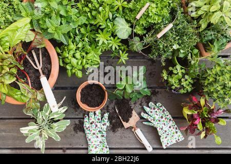 Plantation de diverses herbes et légumes culinaires Banque D'Images