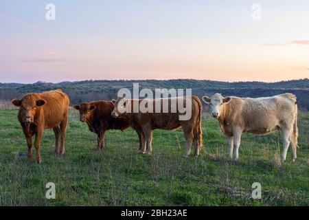 Les bovins se déplacent sur une colline dans le centre des Appalaches. Banque D'Images