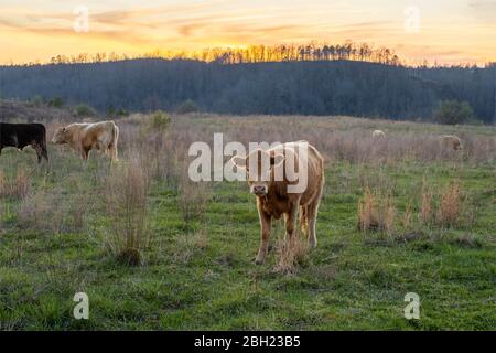 Les bovins se déplacent sur une colline dans le centre des Appalaches. Banque D'Images