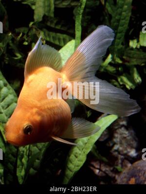 Ryukin ou poisson rouge japonais à queue de fané (Carassius auratus) Banque D'Images