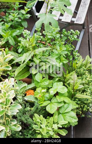 Diverses herbes en pot poussent sur le balcon Banque D'Images