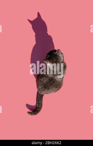 Photo studio de chat bleu russe assis sur fond rose Banque D'Images