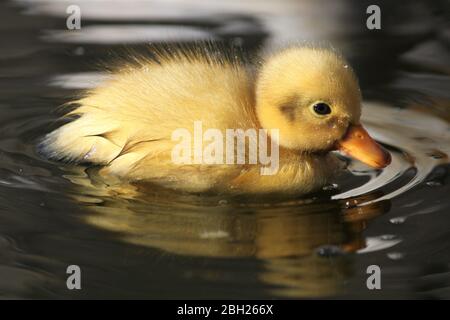 mignon canard blanc de bébé dans l'eau avec des cercles d'eau autour Banque D'Images