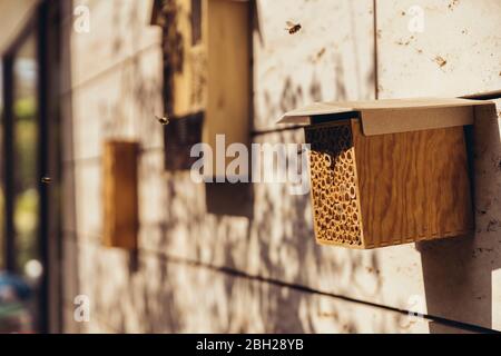 Bee hôtel visité par Bees Banque D'Images