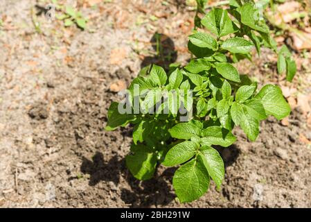 Plante de pomme de terre rouge qui pousse dans un jardin à la maison au début du printemps Banque D'Images
