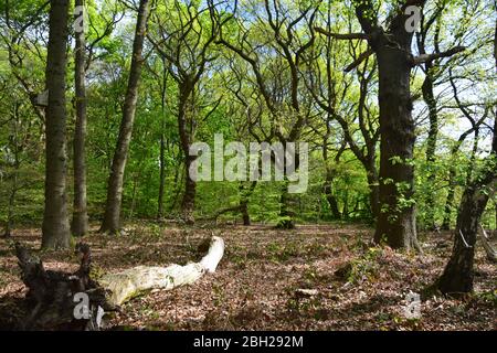 Sankey Valley Linear Park, SSSI espace désigné St Helens .Merseyside. Partie de la forêt de Mersey. Banque D'Images