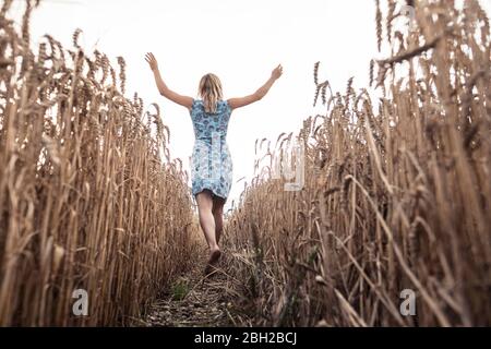 Vue arrière de la femme excitée marchant pieds nus dans un champ de blé Banque D'Images