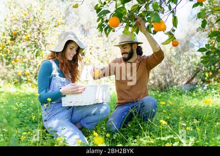 Couple de cueillette d'oranges biologiques d'un arbre dans la campagne Banque D'Images