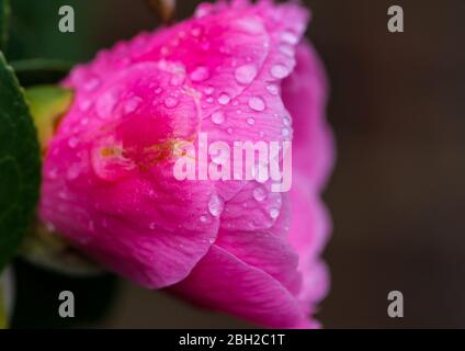 Une macro-photo d'une fleur de buisson de camellia rose humide. Banque D'Images