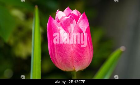 Un plan macro sur une tulipe rose fleur. Banque D'Images