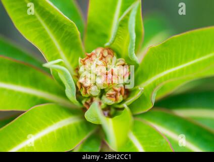 Une macro-photo des fleurs formant sur un buisson d'expectoré de miel. Banque D'Images