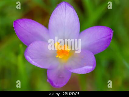 Une macro tourné en regardant dans le centre d'une fleur de crou bleu / violet. Banque D'Images