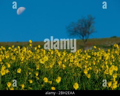 Floraison de fleurs sauvages jaunes, à l'horizon une silhouette floue d'arbre solitaire et demi lune dans le ciel en soirée en Sicile Banque D'Images