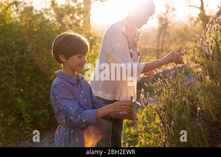 Mère et fille cueillant de la lavande dans la campagne au coucher du soleil Banque D'Images