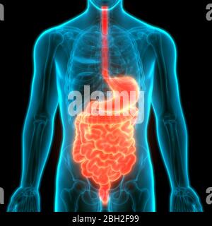 Anatomie du système digestif humain Banque D'Images