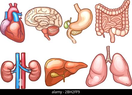 Organes humains de style dessin animé. La biologie illustre les vecteurs humains, d'estomac et de coeur d'organe, de foie et de cerveau Illustration de Vecteur