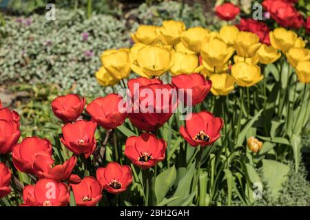 Londres, Angleterre. Avril 2020. De belles tulipes rouges et jaunes créant une couleur de printemps vibrer dans un jardin anglais pendant un sort ensoleillé en avril. Davi Banque D'Images