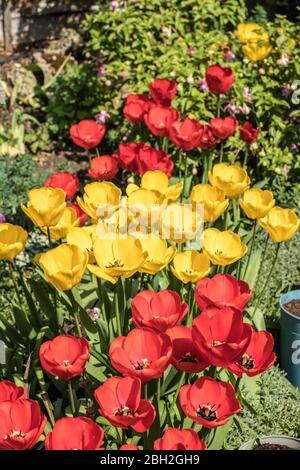 Londres, Angleterre. Avril 2020. De belles tulipes rouges et jaunes créant une couleur de printemps vibrer dans un jardin anglais pendant un sort ensoleillé en avril. Davi Banque D'Images