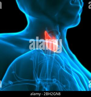 Lobes des glandes humaines de l'anatomie des sols thyroïdiens Banque D'Images