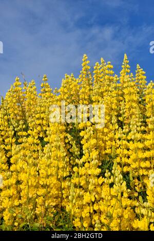 Nouvelle-Zélande, lupin jaune en fleur (Lupinus arboreus) Banque D'Images