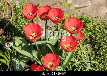 Londres, Angleterre. Avril 2020. De belles tulipes rouges avec des centres jaunes créant des vibrations de couleur de printemps dans un jardin anglais pendant un sort ensoleillé en avril Banque D'Images