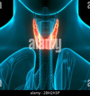 Lobes des glandes humaines de l'anatomie des sols thyroïdiens Banque D'Images