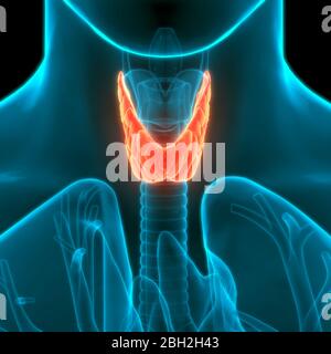 Lobes des glandes humaines de l'anatomie des sols thyroïdiens Banque D'Images