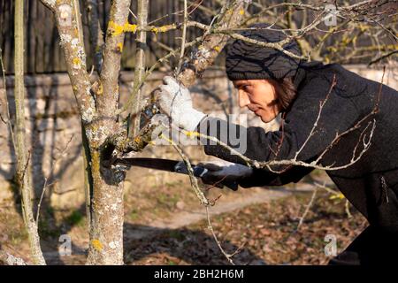 Élagage de l'arbre avec scie à main Banque D'Images