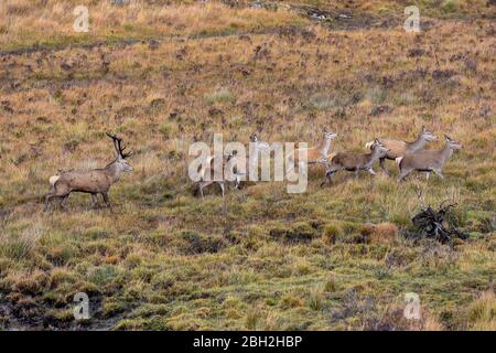 Le majestueux cerf rouge (Cervus elaphus) a poignardé les Highlands écossais, la forêt de Reraig à Ardaneaskan, Lochcarron, dans les Hinds de Wester Ross Banque D'Images