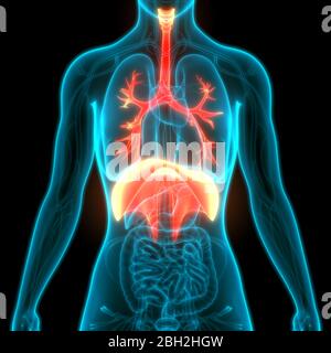 Système respiratoire humain Anatomie Poumons Banque D'Images