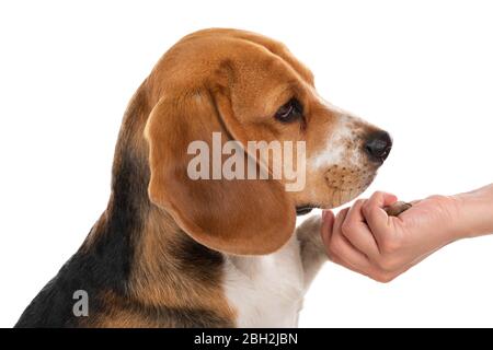 Joli chien beagle sur fond isolé tenant les propriétaires main Banque D'Images