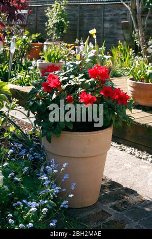 ÉMERVEILLEMENT DES PETITS RHODODENDRONS. POT CULTIVÉ Banque D'Images