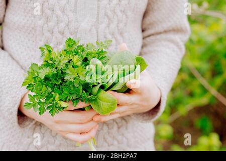 Les mains de la femme tenant un bouquet de persil et d'oseille dans le jardin Banque D'Images