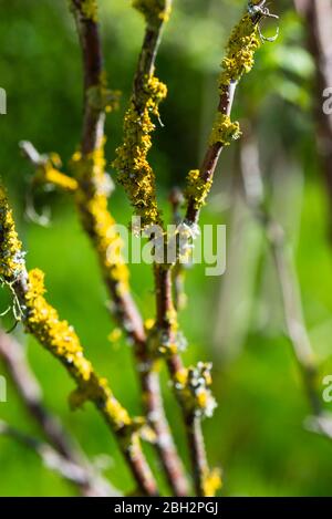 Lichen orange commun (Xanthoria parietina) qui pousse sur un buisson cassis. Yorkshire du Sud, Angleterre, Royaume-Uni. Banque D'Images